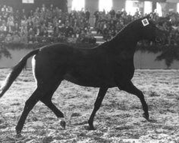 stallion Konrad (Trakehner, 1978, from Siegbert)