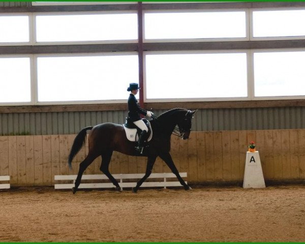 dressage horse Adomat (Trakehner, 2000, from Goodwood)