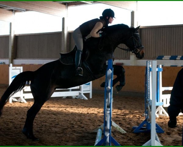 jumper Herzsonne 2 (Trakehner, 2007, from Axis TSF)
