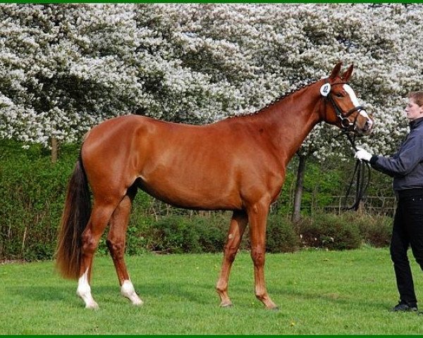 horse Hetitia K (Trakehner, 2007, from Perechlest)