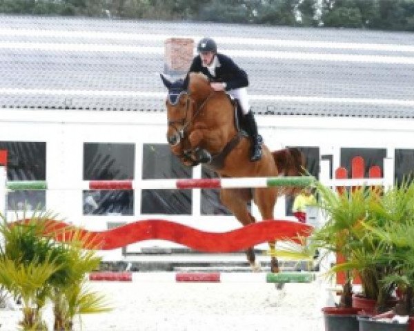 broodmare Darca van de Vdg Consult (Belgian Warmblood, 2003, from Turbo van het Gestelhof)