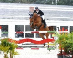 broodmare Darca van de Vdg Consult (Belgian Warmblood, 2003, from Turbo van het Gestelhof)