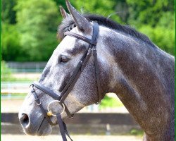 dressage horse Herr Rowedder (Trakehner, 2009, from Kaiser Wilhelm)