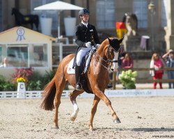 dressage horse Lacoste 126 (Hanoverian, 2008, from Locksley II)