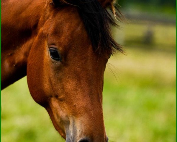 horse Sommergräfin (Trakehner, 2010, from Grafenstolz)