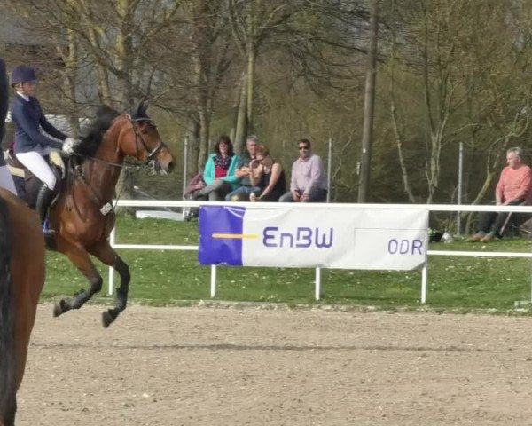 Reitturnier Langenau 2018