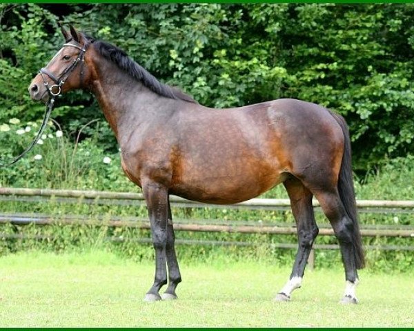 Zuchtstute Koriana (Trakehner, 2003, von Hertug)