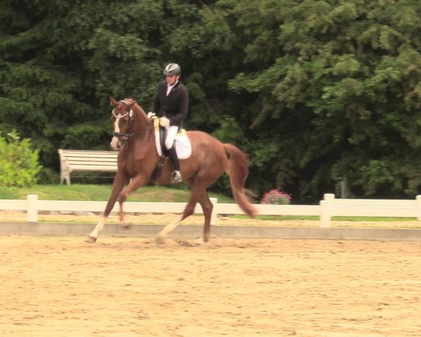 Reitturnier Halver 2018
