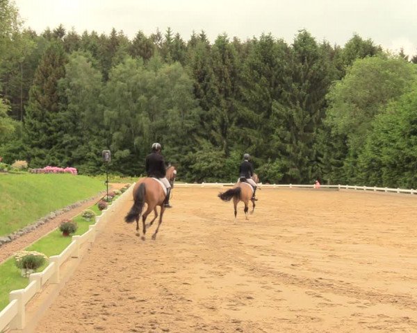 Reitturnier Halver 2018