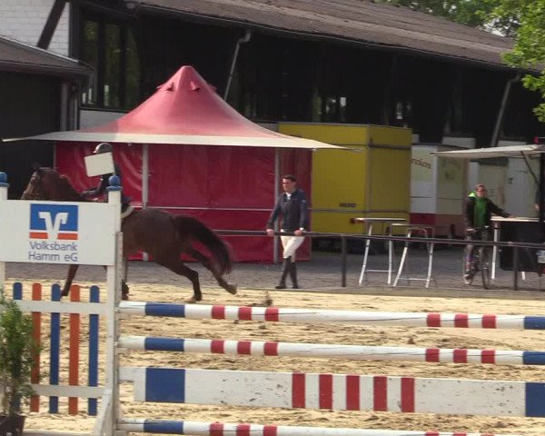Reitturnier Hamm-Rhynern 2018