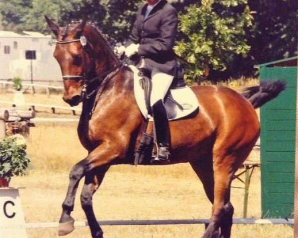 dressage horse Gentleman 86 (Oldenburg, 1989, from Ganymed I)