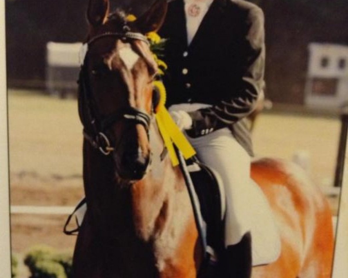 dressage horse Wait and See 17 (German Sport Horse, 2004, from Walzerprinz T)