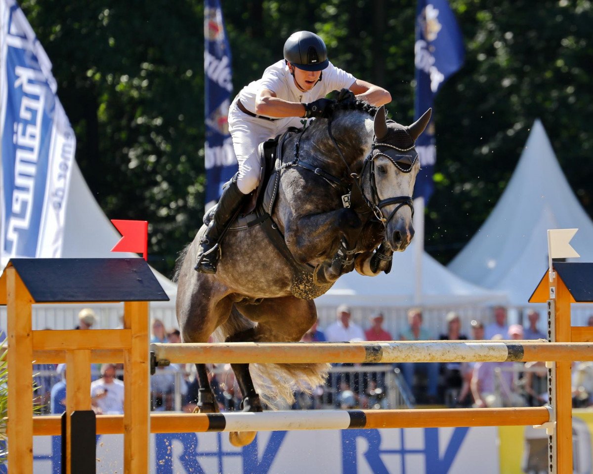 Deckhengst Silver Creek's Validation (Zweibrücker, 2007, von Vallado)