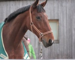 Cavallo da Dressage Lavantino (Bayer, 1995, di Laretto Diavolo)