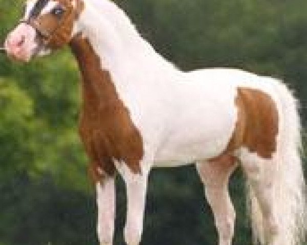 stallion Champion Farms Nighthawk (American Miniature Horse, 1994, from Lazy N Red Boy) stallion Champion Farms Nighthawk (American Miniature Horse, 1994, from Lazy N Red Boy)