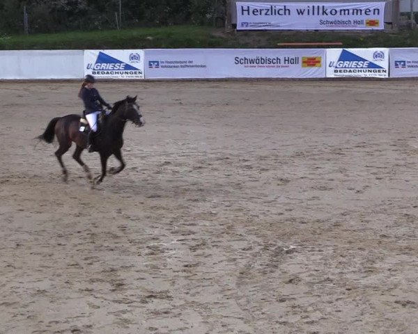 Reitturnier Buchenhof-Ibbenbüren 2018