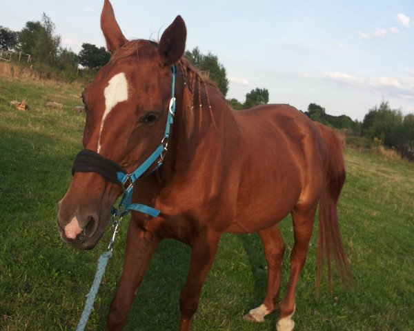broodmare Lagena 5 (Hanoverian, 1989, from Lombardo) broodmare Lagena 5 (Hanoverian, 1989, from Lombardo)