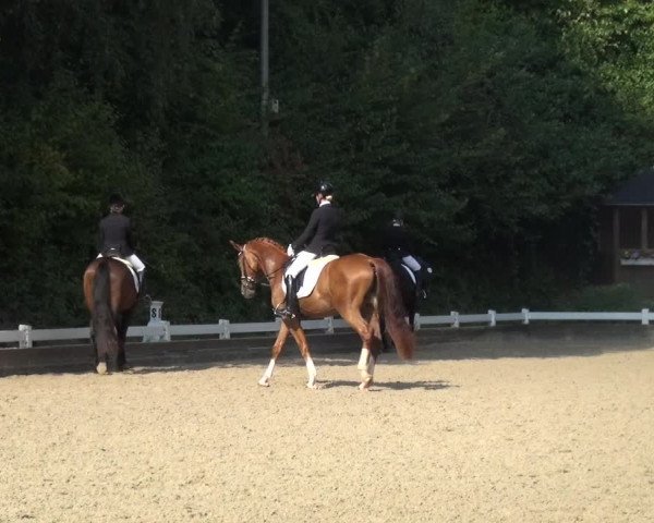 Reitturnier Mettmann - Reitanlage Löckenhoff 2018