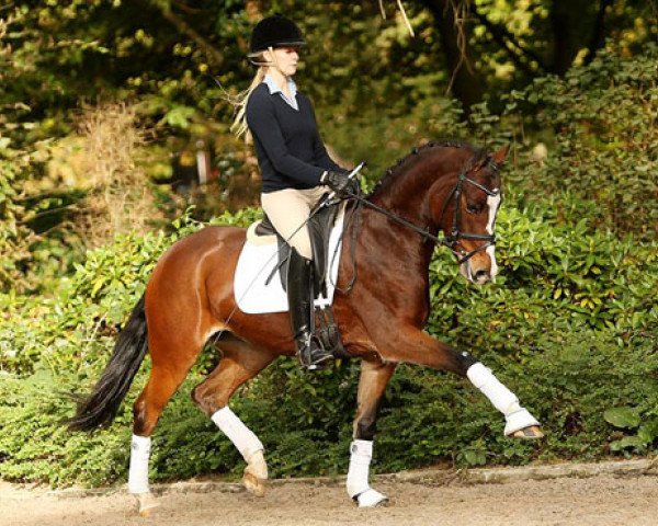 Zuchtstute Tasha (Deutsches Reitpony, 2006, von Timberland)
