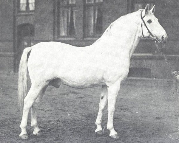 Deckhengst Amateur I (Hannoveraner, 1922, von Amulett II 327) Deckhengst Amateur I (Hannoveraner, 1922, von Amulett II 327)