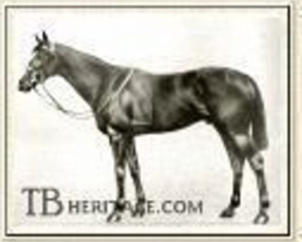 stallion Bachelor's Double xx (Thoroughbred, 1906, from Tredennis xx)