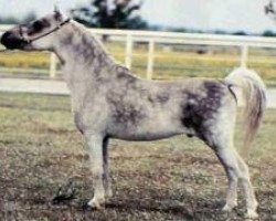 stallion Bond Peppy Power (American Miniature Horse, 1982, from Bond Showboy)