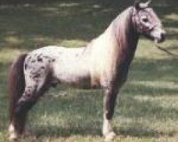 Deckhengst Orion Light van't Huttenest (American Miniature Horse, 1974, von Negus Du Mury-Marais)