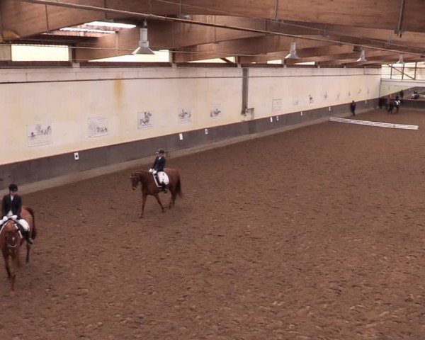 Reitturnier Dallgow 2019