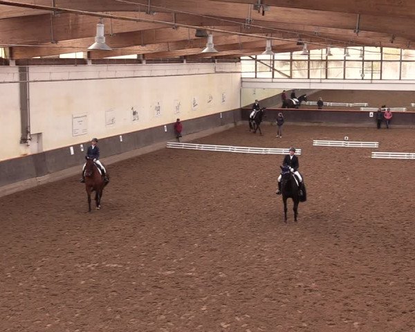 Reitturnier Dallgow 2019