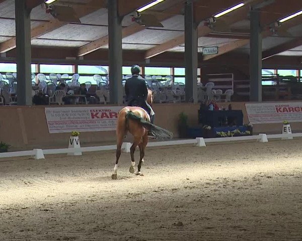 FEI Reitturnier Wiener Neustadt (AUT) 2019