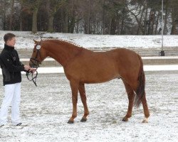 stallion Charie-Davieh (German Riding Pony, 2010, from Charivari)