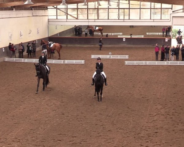 Reitturnier Dallgow 2019