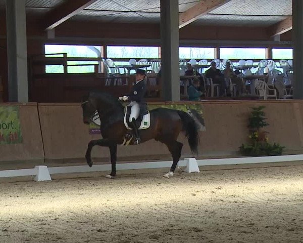 FEI Reitturnier Wiener Neustadt (AUT) 2019