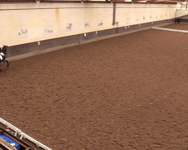 Reitturnier Dallgow 2019