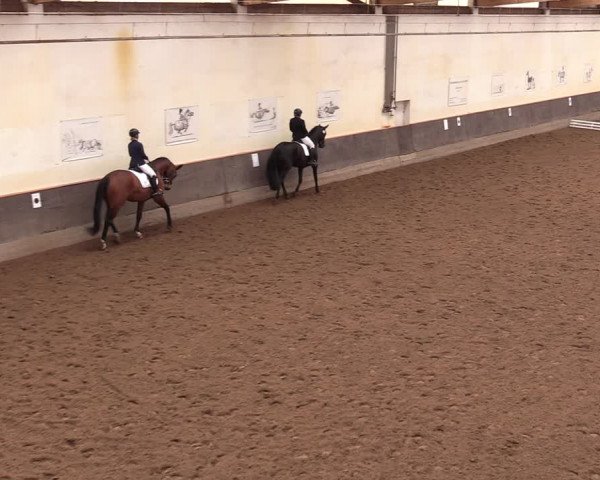 Reitturnier Dallgow 2019