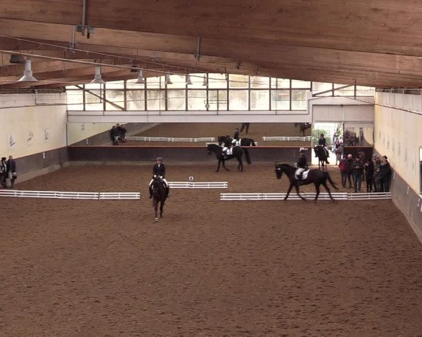 Reitturnier Dallgow 2019