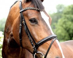 jumper Cuba 27 (KWPN (Royal Dutch Sporthorse), 2005, from Patrick)
