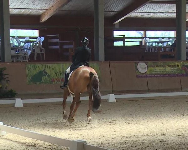 FEI Reitturnier Wiener Neustadt (AUT) 2019