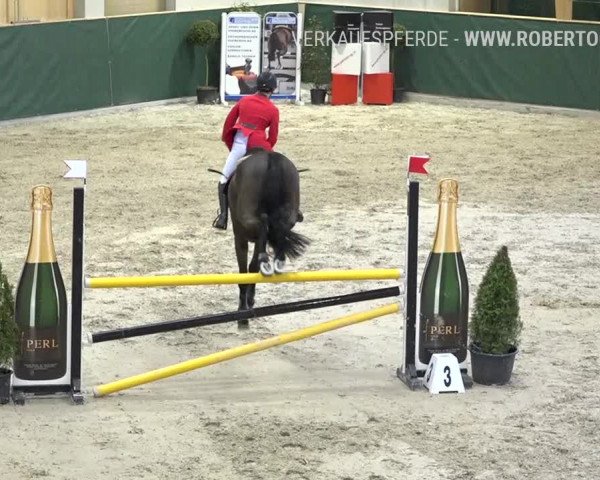 Reitturnier Dielsdorf, Horsepark Masters 2019