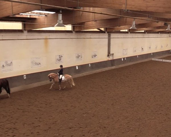 Reitturnier Dallgow 2019