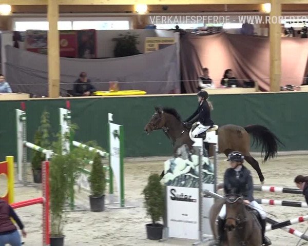 Reitturnier Dielsdorf, Horsepark Masters 2019