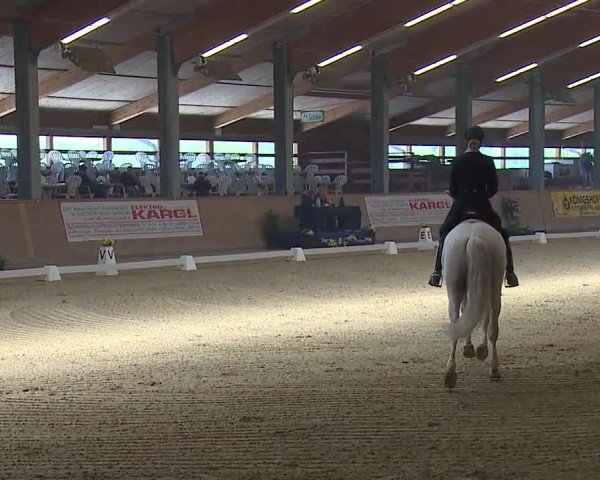 FEI Reitturnier Wiener Neustadt (AUT) 2019