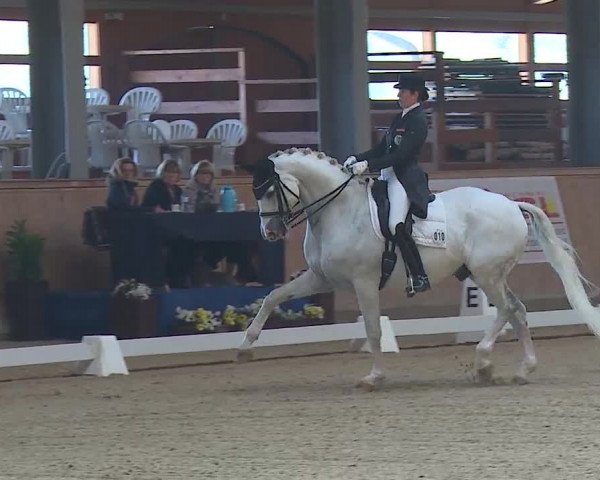 FEI Reitturnier Wiener Neustadt (AUT) 2019