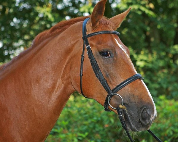 horse Sexione (Hanoverian, 2005, from San Remo)