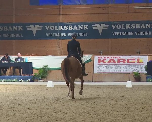 FEI Reitturnier Wiener Neustadt (AUT) 2019