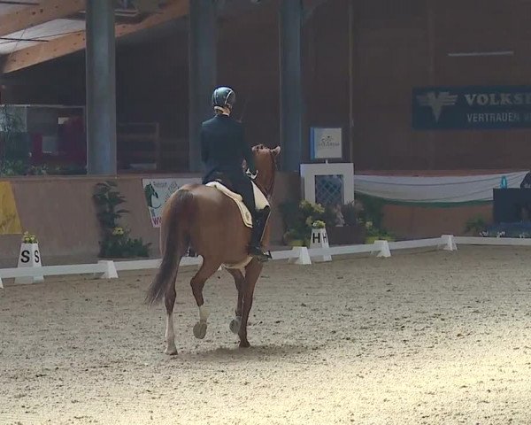 FEI Reitturnier Wiener Neustadt (AUT) 2019