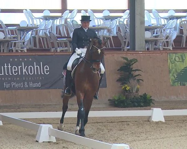 FEI Reitturnier Wiener Neustadt (AUT) 2019