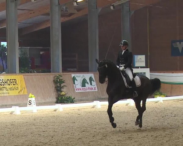 FEI Reitturnier Wiener Neustadt (AUT) 2019