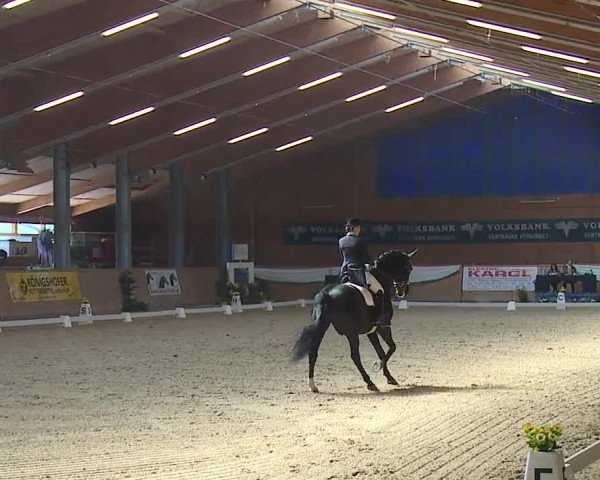 FEI Reitturnier Wiener Neustadt (AUT) 2019
