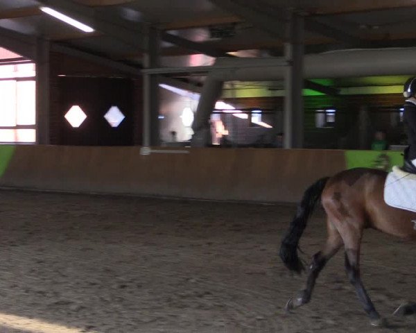 Dohrener Pferdetage 2019